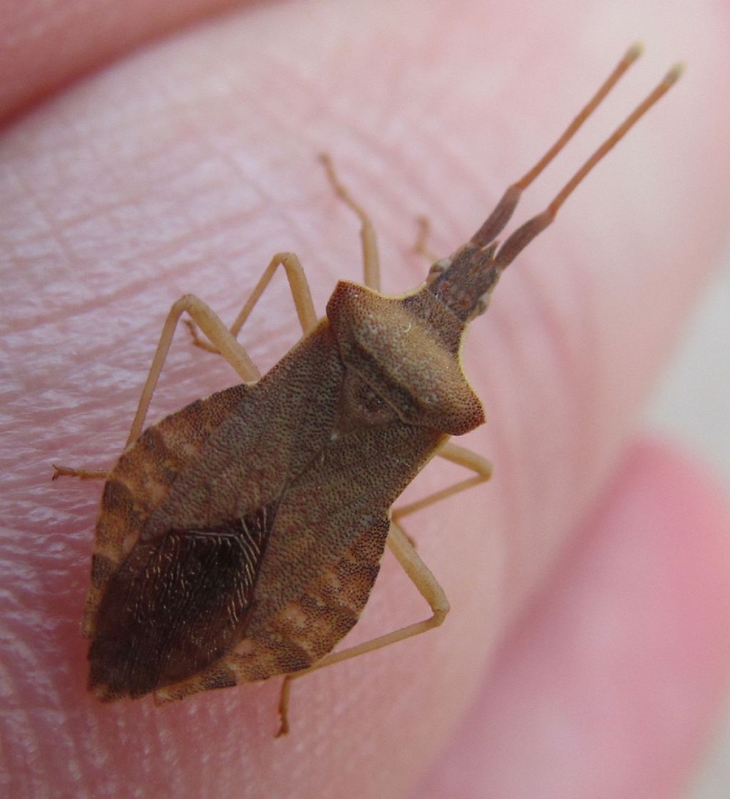 Coreidae: Haploprocta sulcicornis